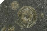 Fossil Ammonite Cluster - Posidonia Shale, Germany #353525-1
